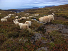 Iceland-Iceland Shorts-Sheep Round-Up on Horseback